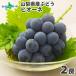 pio-ne Yamanashi префектура производство фрукты подарок фрукты .2. примерно 1kg виноград .. для подарок еда 8 месяц внизу -9 месяц средний 