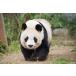  новый товар около около Panda дневник / (2DVD) NSDS-54378-NHK
