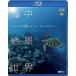  новый товар sin forest Blu-ray море средний .. мир HD ~Amazing Blue in the World HD~ / (Blu-ray) RDA18-TKO