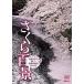  новый товар sin forest Sakura 100 . название место ... прекрасный сезон. магия новый . совершенно версия SAKURA - Cherry Blossom / (DVD) SDB1-TKO