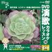 [ дополнение CL есть ] новый товар DVD энка караоке урок 99 / (DVD) VTG-099