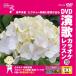 [ дополнение CL есть ] DVD энка караоке урок 110 / (DVD) VTG-110