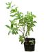  Cherry шалфей 24 pot комплект 