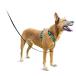 PetSafe 3 in 1 собака Harness средний собака .. обивка предотвращение регулировка простой выпадение нет долговечность . высокий вечер отражающий автомобиль среди безопасность зеленовато-голубой ( зеленый ) Msa