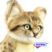 HANSA �n���T �ʂ������ 8757 �X�i�l�R �� �L �l�R ���A�� ����