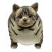 �ӂƂ�����Zoo �ɂ�� �T�o�g�� �L�̂ʂ������ �ۂ��L �f�u�L �֘A�摜1
