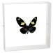  insect specimen butterfly. specimen do squirrel dokchou acrylic fiber frame 15cm angle white 