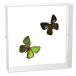  insect specimen butterfly. specimen drill sima green corbicula 2 head acrylic fiber frame 15cm angle white 