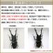 �����W�{ �S�z���c�m�J�u�g ���^���b�N�����C�g�t���[�� �֘A�摜5
