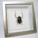  insect specimen tenagakogane metallic style light frame 