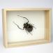  Point 10 times limited time insect specimen tenagakogane. box 