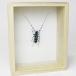  Point 10 times limited time insect specimen rulibo deer Miki li. box 