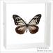  insect specimen butterfly. specimen asagimadala acrylic fiber frame white 