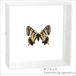  insect specimen butterfly. specimen gi borderless .u acrylic fiber frame white 