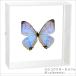  насекомое образец бабочка. образец srukou лыжи morufo акрил рама белый 