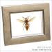  Point 10 times limited time insect specimen o male zme chopsticks metallic style light frame 