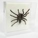  insect specimen ta lunch .la acrylic fiber frame 20cm angle transparent 