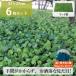 da squid n drama to approximately 27cm×57cm 6 pieces set ground cover seedling mi Clan sa case sale dichondra production person direct delivery *.... for kind present middle!