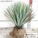  юкка Lost la-ta большой АО корень шт рассада высота дерева примерно 40-60cm популярный блокировка сад Driger tenryuuzetsu Ran o-ji- растения [t]