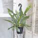  на данный момент товар распродажа декоративное растение pra tikeliu грудь The - Land 4 номер подвешивание горшок H45cm платицериум папоротник олений рог модный салон интерьер зеленый половина день . сухой . сильный 