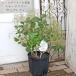  на данный момент товар распродажа Hanaki рассада затонированный tree Young reti-8 номер высота примерно 75cm.... дерево - gmanoki розовый белый садовое дерево модный 