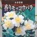  Hanaki рассада аромат mokou роза белый один -слойный 6 номер .. роза дерево . роза Hanaki белый весна ... climbing rose арка стена поверхность toge нет 