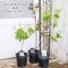  Hanaki рассада затонированный tree белый розовый красный 6 номер высота 60~80cm.... дерево - gmanoki красный белый цветок садовое дерево Hanaki модный 