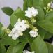  flower seedling Arabia n jasmine .. flower 4 number pot matsu licca . -ply .. jasmine tea 
