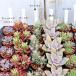 2 seedling set : succulent plant seedling 1 number pot many year . robust lovely garden present gift interior ....