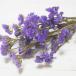 natural material sea lavender (li moni um). dry flower ( purple ) 5ps.@1 bundle lease material dry material 