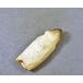 グロビデンスの歯（歯根つき）blapiz-0557