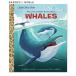 [ иностранная книга ] кит [bo колено *bada-/ иллюстрации : стерео f*labe белка ] My Little Golden Book About Whales [Bonnie Bader / Steph Laberis]