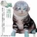  кошка для маска намордник foot с чехлом прозрачный домашнее животное маска космос headgear намордник "дышит" кошка ветеринарный воротник вентиляция кошка .. кусачки для ногтей инструмент для оказания помощи уголок уборка автомобиль 