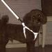 petio(Petio) собака для шлейка flash soft Harness SS размер черный 