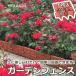  сад забор забор цветок . забор садоводство садоводство забор . цветок . конструкция цветок .. . брать . сад край край ng цветок забор 6 листов входит бесплатная доставка 