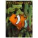 �N�}�m�~�S��ɉ�ɍs�� We love anemonefishes