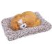 .. собака futon .syasya. быть . лицо ... талант пожалуйста Brown 