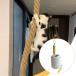  кошка для трос для скалолазания подвешивание ниже тип легко устанавливается крепкий долговечность орнамент 200cmx3cm