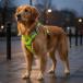  собака для Harness регулировка возможность много -ступенчатый настройка все отражающий подушка ввод крепкий ремешок soft материалы контроль улучшение применение повседневный выход, дождливая погода незначительный ., машина в соответствии. есть дорога . применение 