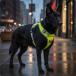  собака для Harness регулировка возможность много -ступенчатый настройка все отражающий подушка ввод крепкий ремешок soft материалы контроль улучшение применение повседневный выход, дождливая погода незначительный ., машина в соответствии. есть дорога . применение 
