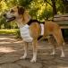 холодный .. лучший Harness настройка возможность seg men to холодный .. panel имеется Harness пряжка останавливать собака для . лучший накладка ввод шлейка жара . меры меры собака для сопутствующие товары 