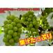  специальный отбор очень популярный!! Nagano префектура производство виноград [ автомобиль in мускат ] примерно 1.0kg