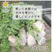 ��� ���b�N�K�[�f�� �� ���I�� �J�i���A �s���N S 22kg �K�[�f�j���O �� �K�[�f�����b�N �� �N���b�V�����b�N �h���C�K�[�f�� �� �I�� �݂����� B09577CZLC �֘A�摜4