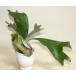  платицериум косметика горшок ввод папоротник олений рог pra chiselium цветочный горшок декоративное растение ....[ регион ограничение есть бесплатная доставка ]