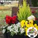 �ԕc �� �Z�b�g 12�|�b�g�{�񂹐A���Z�b�g �������Ȋ񂹐A�����ȒP�ɍ��܂� �������� ����E����������