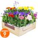  flower seedling spring set season. flower seedling incidental 9 pot gardening flower . free shipping Okinawa * excepting remote island 