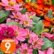  цветок рассада весна jinia рассада цветок цвет случайный 9 pot комплект садоводство оптимальный. бесплатная доставка Okinawa * исключая отдаленные острова 