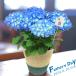  Father's day gift present hydrangea 5 number blue group original basket [ Father's day present 6 month 16 day flower pot flower gift free shipping Okinawa * excepting remote island ]