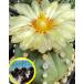  семена 50 шарик Astro fitsumruli шлем (Astrophytum asterias var. nudum)