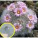  семена 20 шарик ma Mira задний *glasi-(Mammillaria glassii)